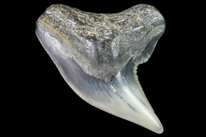Colorful Fossil Tiger Shark (Galeocerdo) Tooth - Virginia #91845